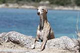 WHIPPET 062